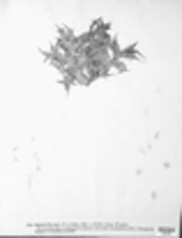 Mycosphaerella eryngii image